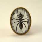 Insectavora Brooch