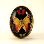 Aphrodite Black Butterfly